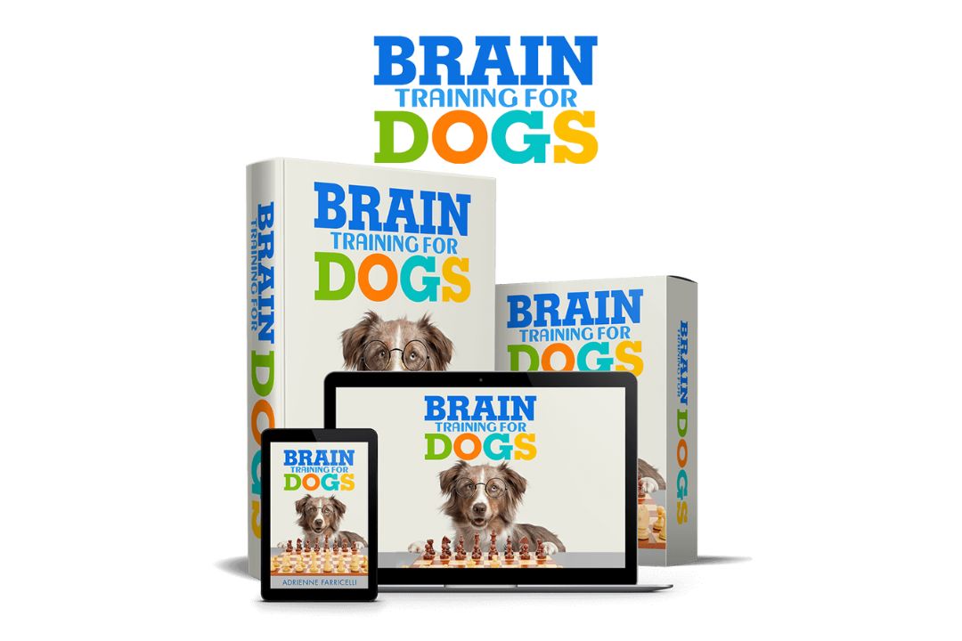 brain training for dogs